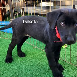 Boy 3 - Dakota - red collar - Black Labrador Retriever puppy in North Highlands, California from High Sierra Labrador Retrievers