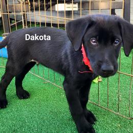 Boy 3 - Dakota - red collar - Black Labrador Retriever puppy in North Highlands, California from High Sierra Labrador Retrievers