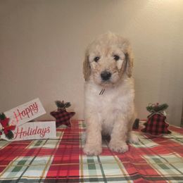 Brown boy - Cream male Labradoodle puppy in El Paso, Texas from My Cuddly Doodles