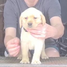 2nd Pick Female - Yellow female Labrador Retriever puppy in Andrews, South Carolina from Leyland Cypress Retrievers