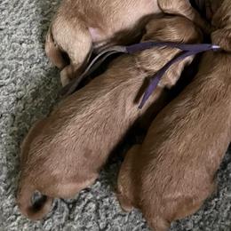 Mauve collar - Apricot female Labradoodle puppy in Mechanicville, New York from Deuce's Doodles
