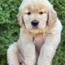 Golden Retriever Puppies from N.W. Mountain Retrievers