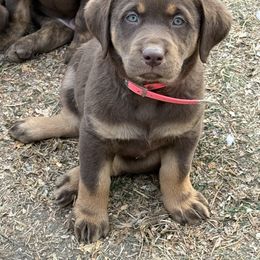 Pink collar - Chocolate female Dilute Retriever puppy in Teton County, Montana from East Front Labradors & Treasure State Schnauzers