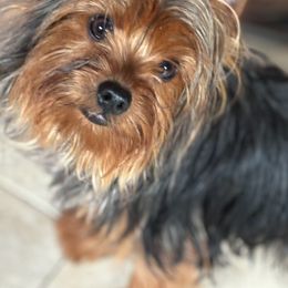 Red - Yorkshire Terrier