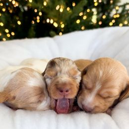 Dachshund puppies from Holiday’s Darling Miniature Dachshunds
