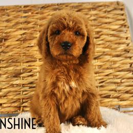 Moonshine - Red  male Goldendoodle puppy in Casa Grande, Arizona from AzDoodle Dandies