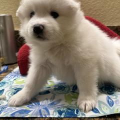 American Eskimo Dog Puppies from Bella's American Eskimos
