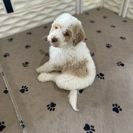 Goldendoodle All Grown Up from Cali Doodles Gone South