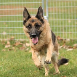 Loreley - German Shepherd