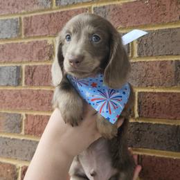 Dachshund Puppies from Royal Dackel Haus