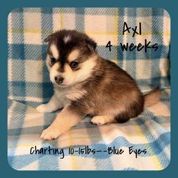 Axl - Black and white male Pomsky puppy in Marshall, Minnesota from Miles of Smiles Pomskies