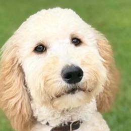 Goldendoodles from Cedar Creek Doodles