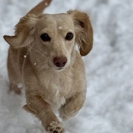 Dachshunds from Kaci M