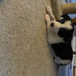 Border Collie Puppies from FetchApproved Border Collies