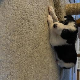 Border Collie Puppies from FetchApproved Border Collies
