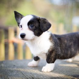 Cardigan Welsh Corgi and Pembroke Welsh Corgi Puppies from High Hopes Farm