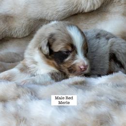 Male Red Merle - Red merle male Australian Shepherd puppy in San Mateo, California from Acheron Aussies