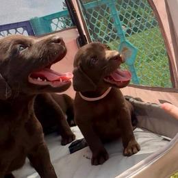 Rocky, green collar - Chocolate male Labrador Retriever puppy in Longmont, Colorado from Cornwell Labradors
