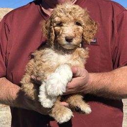 Poodles from Grand Valley Puppies