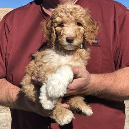 Poodles from Grand Valley Puppies
