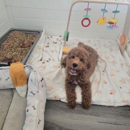 Zuko - Red  male Poodle puppy in Washington from Mt.BakerPoodles&Doodles