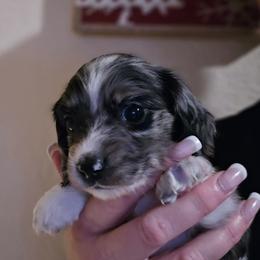 Black Dapple Piebald girl - Dapple female Dachshund puppy in Port Charlotte, Florida from Vicki's Dachshund Crossing