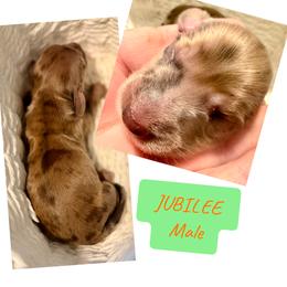 Jubilee - Chocolate and cream male Dachshund puppy in Madison, Indiana from McCollough's Pawsome Spaniels and Danny's Delightful Dachshunds