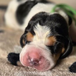 Ray Ray - Black brown and white male Basset Hound puppy in Denison, Texas from Emma Lou's Baby Bassets