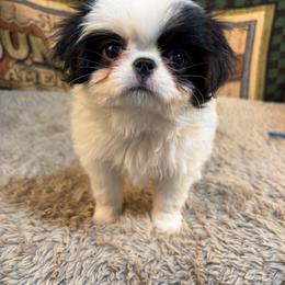 Girl 1 - Black and white female Japanese Chin puppy in Sandstone, Minnesota from Peaceful Garden Cavaliers