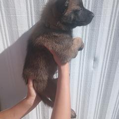 Light Brown collar - Fawn sable male Belgian Malinois puppy in Marshall, Michigan from McMillan Malinois