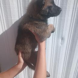 Light Brown collar - Fawn sable male Belgian Malinois puppy in Marshall, Michigan from McMillan Malinois