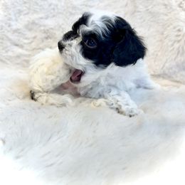 Goldendoodle and Maltipoo Puppies from Wish Locket Pups