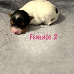 Female 2 - Parti female Yorkshire Terrier puppy in Fredericksburg, Virginia from VA Exclusive Yorkies