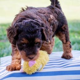 Daisy's Red Tri Girl F1b - Red phantom female Aussiedoodle puppy in Burkesville, Kentucky from Bline’s Awesome Aussies & Doxies at the Bline Family Farm