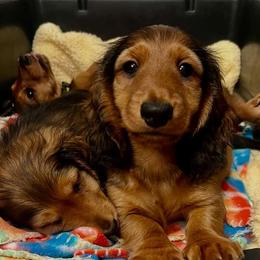 Girl 2 - female Dachshund puppy in Arkansas from O'La Dachshunds