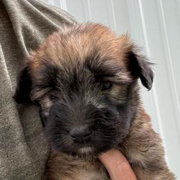 Sebastian - Wheaten male Soft Coated Wheaten Terrier puppy in Nokomis, Illinois from Windhill Wheatens