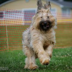Beauceron and Briard All Grown Up from du Coeur Rose Briards and Beaucerons
