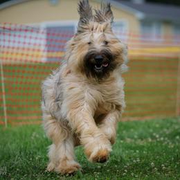 Beauceron and Briard All Grown Up from du Coeur Rose Briards and Beaucerons