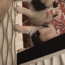 Boy 1 - Fawn male Pug puppy in Vale, North Carolina from Von Katzenstein Kennel