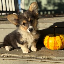 Poker (Fluffy) - Black and tan male American Corgi puppy in East Oakdale, California from Rhettro Kennels