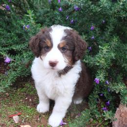 Hazel - Brown and white female Aussiedoodle puppy in Apache Junction, Arizona from Loving Doodle