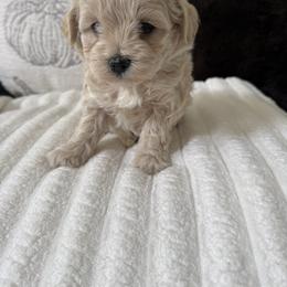 Teddy - Apricot male Maltipoo puppy in Fredericktown, Missouri from Doodle Pups Fur-Ever