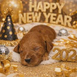 Anastasia - Red  female Goldendoodle puppy in Boise, Idaho from Goldendoodle Baby