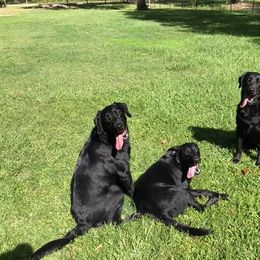 Labrador Retriever All Grown Up from Palmetto Creek Kennels & Gundogs, LLC