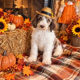 Tucker - Chocolate male Goldendoodle puppy in Sanderson, Florida from Serenity Goldendoodles