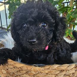 Goldendoodle Puppies from We R Mini Doodles
