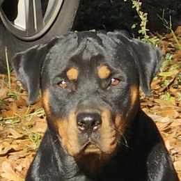 Henny - Rottweiler