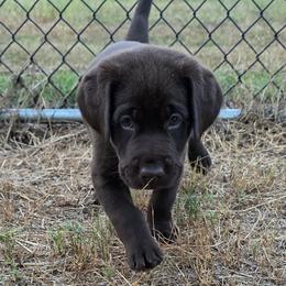 Chocolate Male (Blast QA2 MH X HRCH Patsy SH) - Chocolate male Labrador Retriever puppy in Crockett, Texas from Cross Creek Kennels, Inc