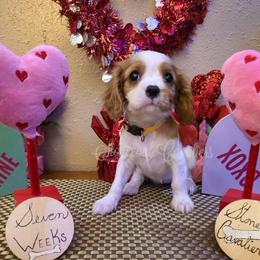 Snowflake - Blenheim female Cavalier King Charles Spaniel puppy in Kermit, West Virginia from Stonecoal Cavaliers