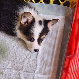 Tulip - Black and tan female Pembroke Welsh Corgi puppy in Grand Blanc, Michigan from Dellinger's Corgi's